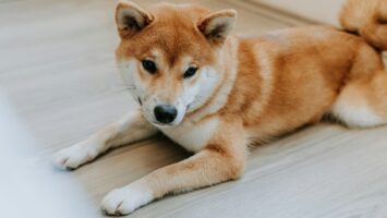 Un ETF Dogecoin prêt à être lancé aux États-Unis ce jeudi Un ETF Dogecoin prêt à être lancé aux États-Unis ce jeudi